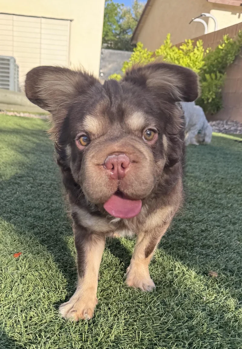 An adult small-sized male Brown / Chocolate French Bulldog dog named Gizmo for adoption in Las Vegas, NV