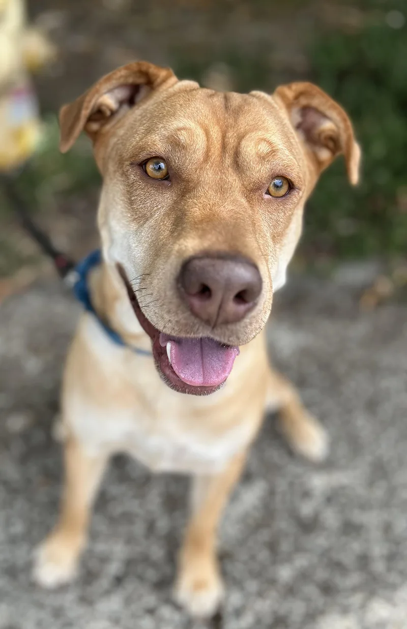 An adult large-sized female Mastiff dog named Athena for adoption in Tigard, OR