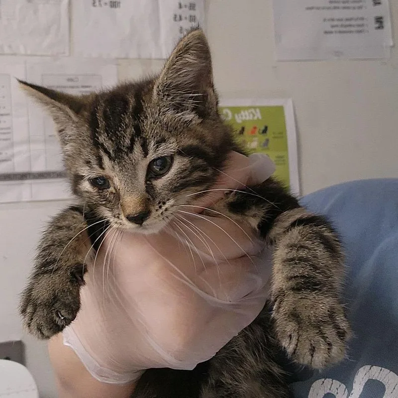 A baby small-sized female White Domestic Medium Hair cat named Kitana for adoption in Charleston, WV