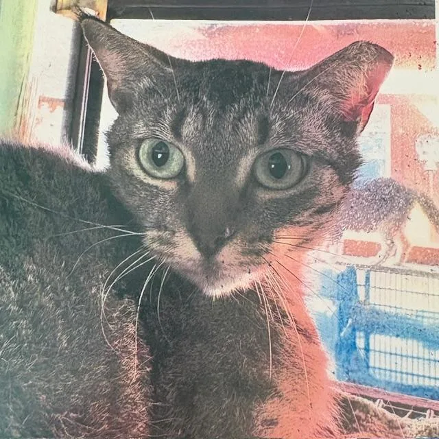 An adult medium-sized female Tabby (Brown / Chocolate) Tabby cat named Wendy for adoption in Porter, TX