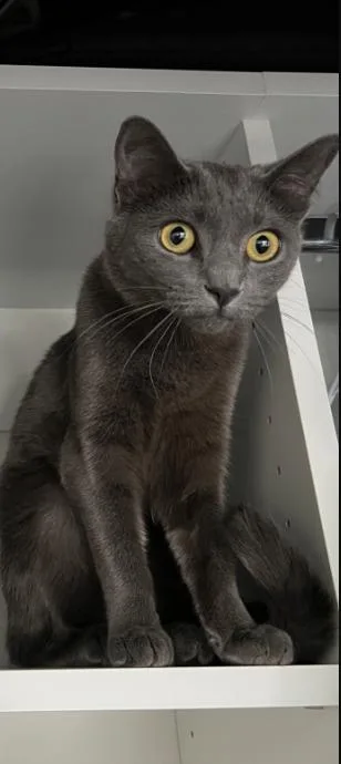 An adult large-sized female Gray / Blue / Silver Sphynx / Hairless Cat cat named Zuki for adoption in Fruit Heights, UT