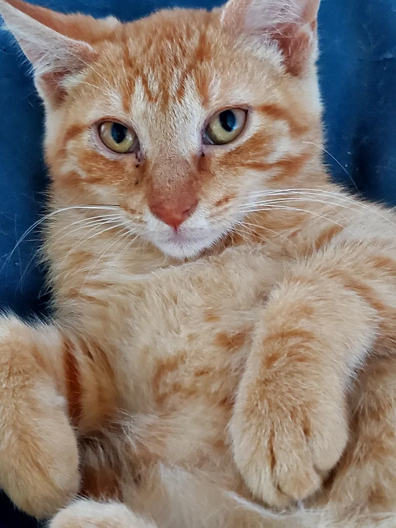 A baby medium-sized female American Shorthair cat named Pumpkie for adoption in Gladwin, MI