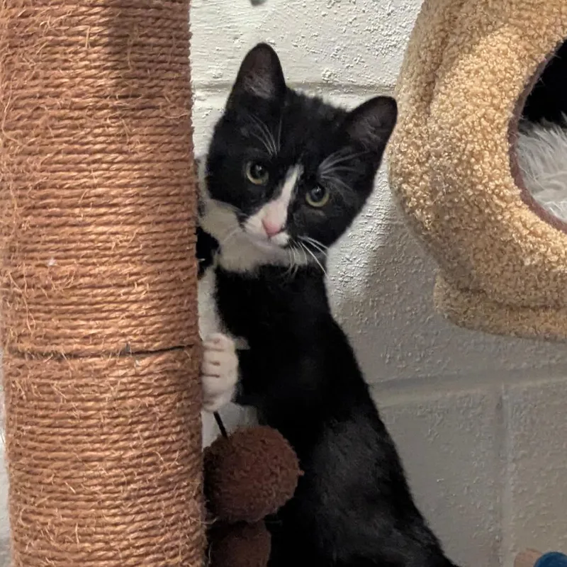 A baby small-sized female Black Domestic Short Hair cat named Crackle for adoption in Reisterstown, MD