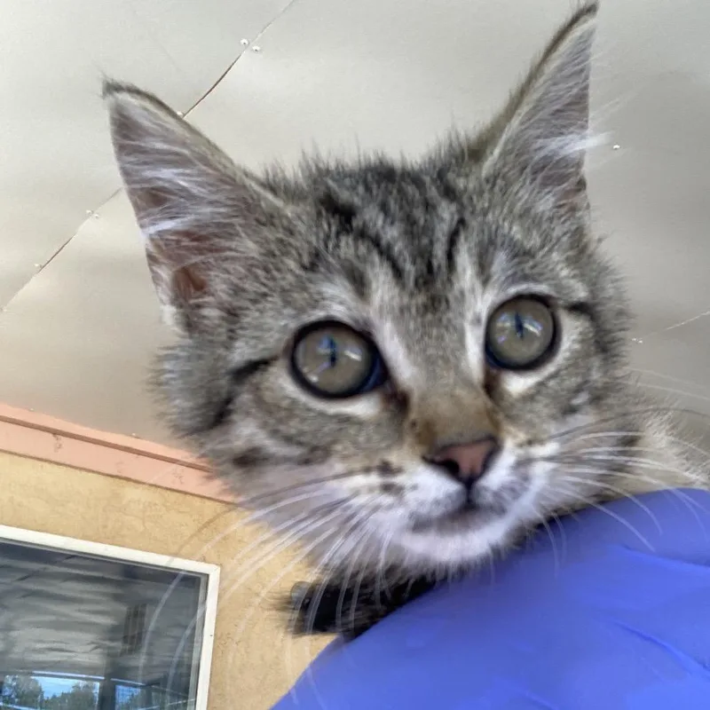 A baby small-sized male Brown / Chocolate Domestic Short Hair cat named Tatl for adoption in Kanab, UT