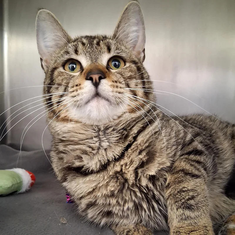 An adult medium-sized male Tabby (Brown / Chocolate) Domestic Short Hair cat named Todd for adoption in Belmont, NY