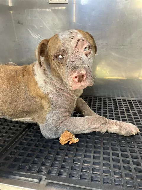 An adult medium-sized male Mixed Breed dog named Poppi for adoption in Dallas, TX