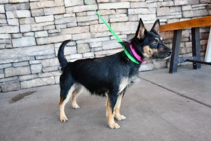An adult small-sized female Terrier dog named Lucy for adoption in Yakima, WA