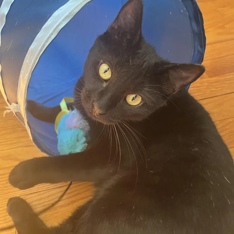 A baby medium-sized male Black American Shorthair cat named Barrett The Sweet Tempered for adoption in Stamford, CT