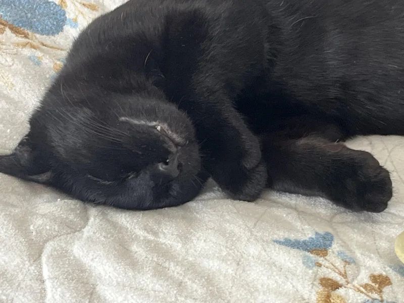 Barrett The Sweet Tempered thumbnail 2