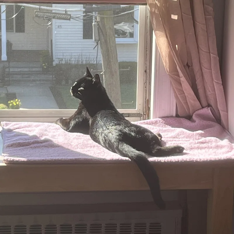 Barrett The Sweet Tempered thumbnail 4