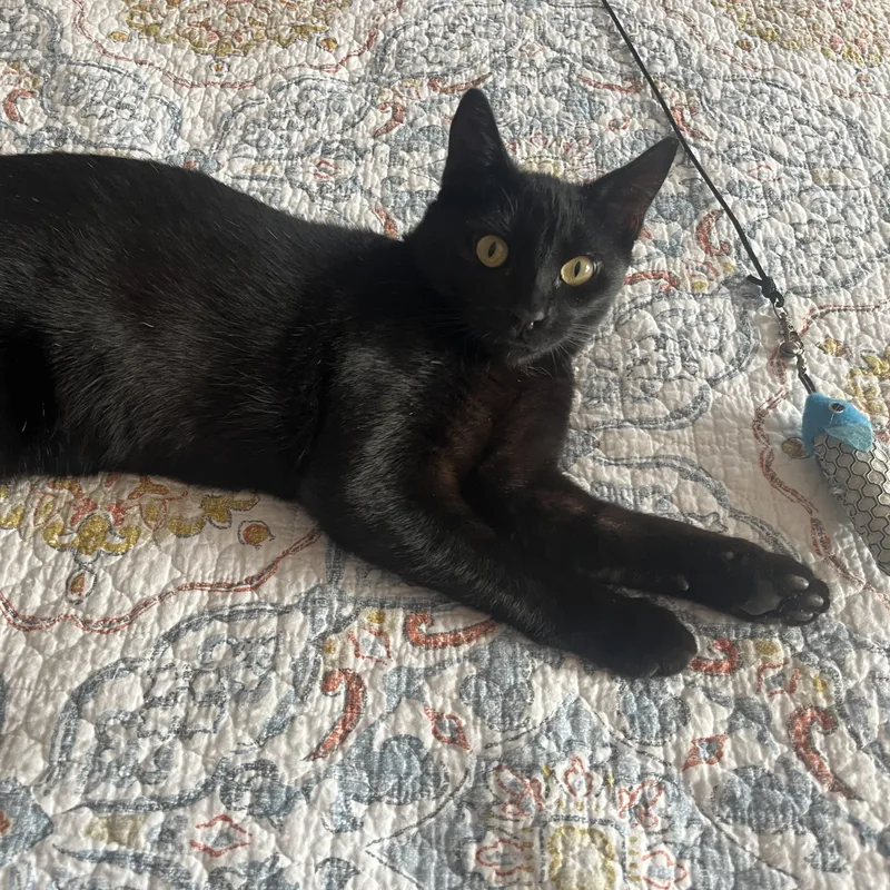 Barrett The Sweet Tempered thumbnail 5