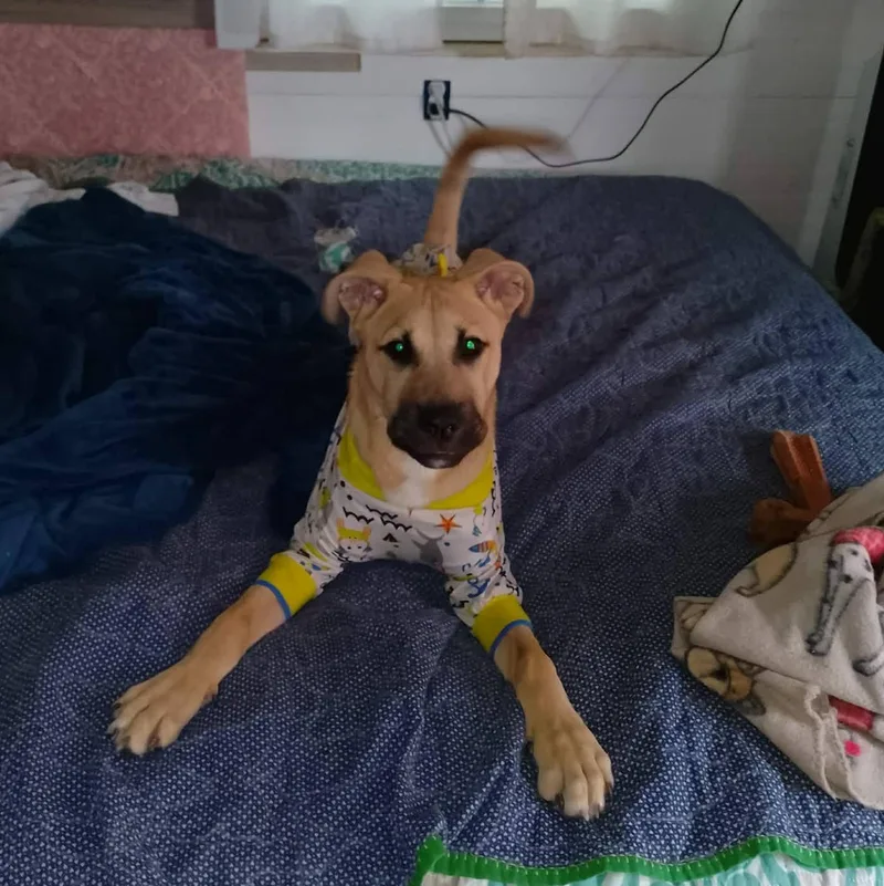A young medium-sized male Yellow / Tan / Blond / Fawn Black Mouth Cur dog named Pippin for adoption in Oklahoma City, OK