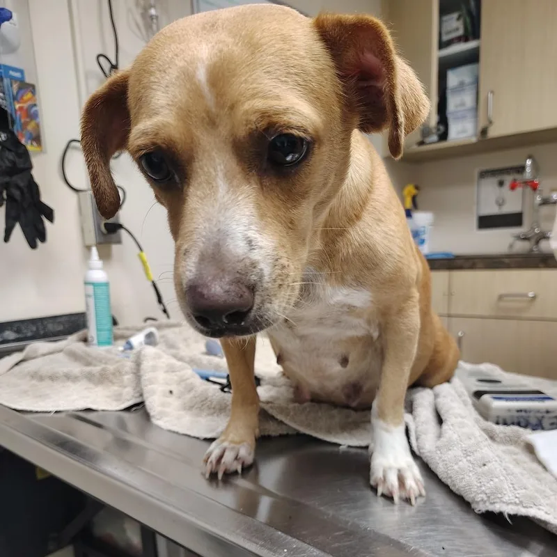 A young small-sized female Chihuahua dog named Kira for adoption in Lakeland, FL