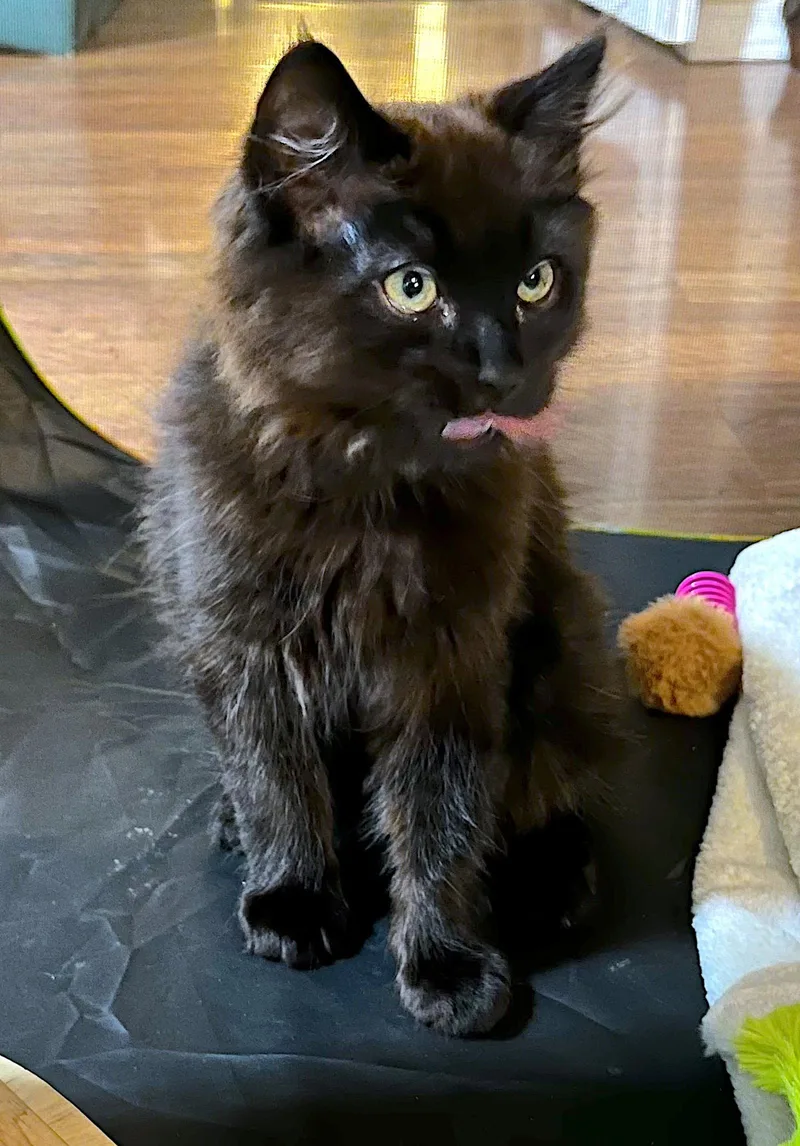 A baby medium-sized male Black Domestic Long Hair cat named CHEWBACCA Bonded with for adoption in Fremont, CA