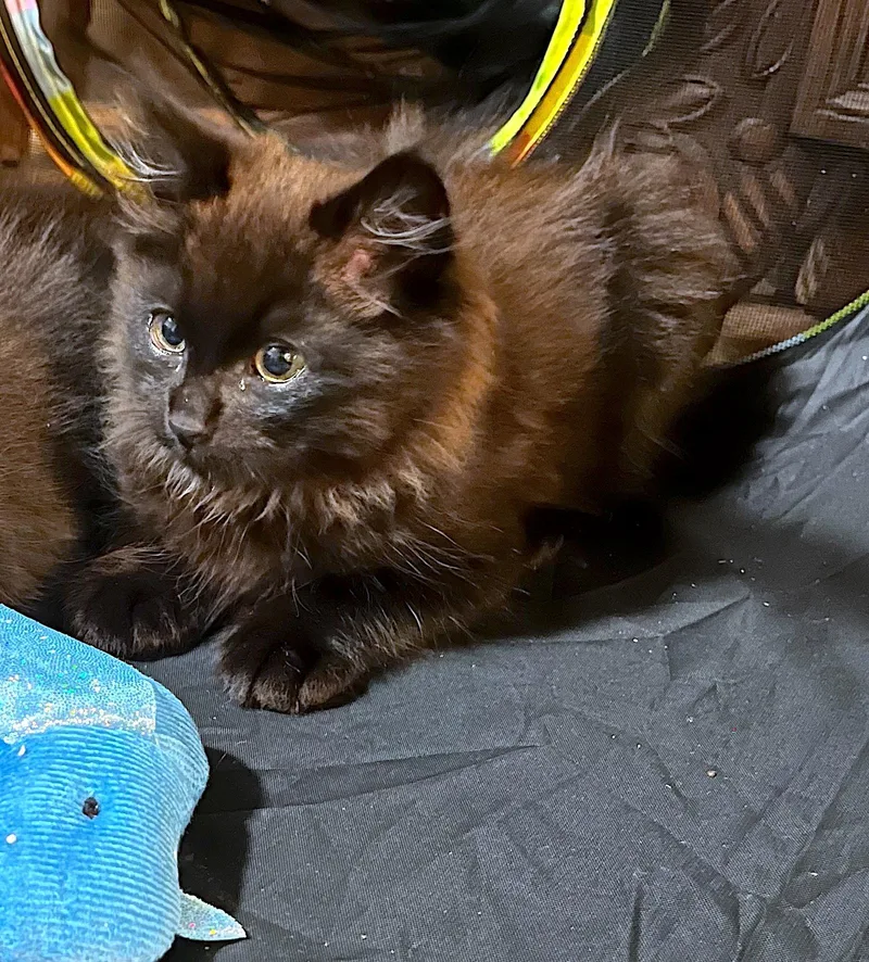 CHEWBACCA  Bonded with thumbnail 2