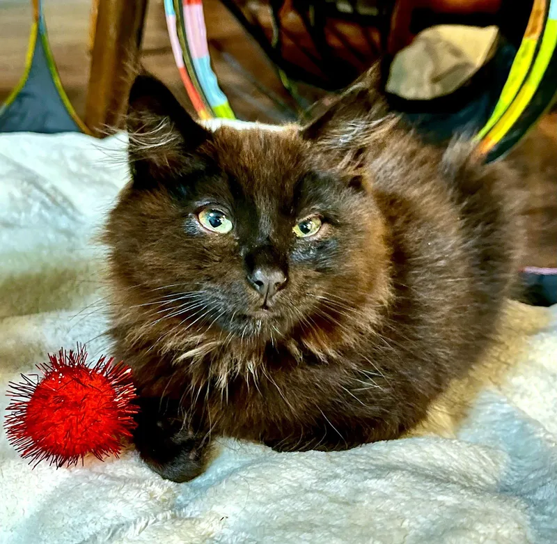 CHEWBACCA  Bonded with thumbnail 3