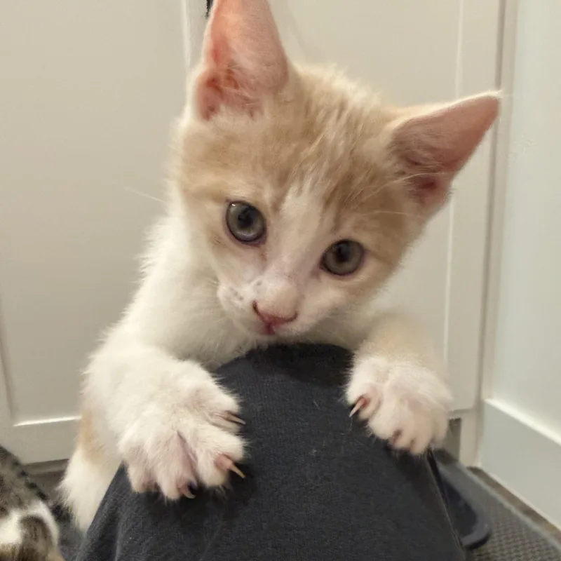 A baby small-sized male Orange & White Domestic Short Hair cat named Topaz for adoption in Bentonville, AR