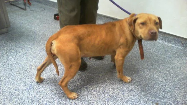An adult medium-sized female Pit Bull Terrier dog named Girly for adoption in Charlotte, NC
