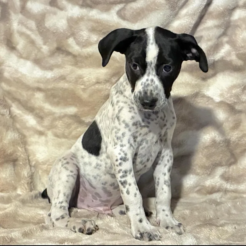 A baby medium-sized male Black Mixed Breed dog named Mickey for adoption in Pelham, NH