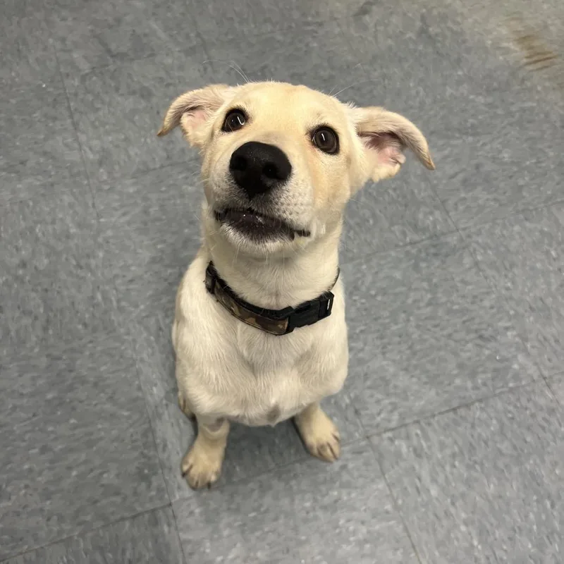 A baby medium-sized male White / Cream Husky dog named Freddie Mercury for adoption in Spring, TX