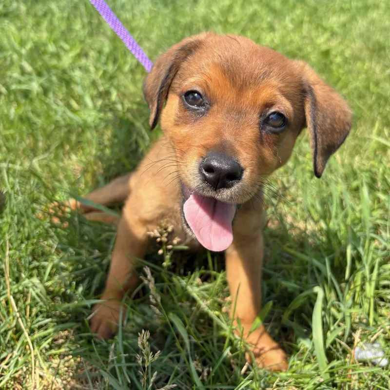A baby medium-sized male Yellow / Tan / Blond / Fawn Cattle Dog dog named Baxter for adoption in Traverse City, MI