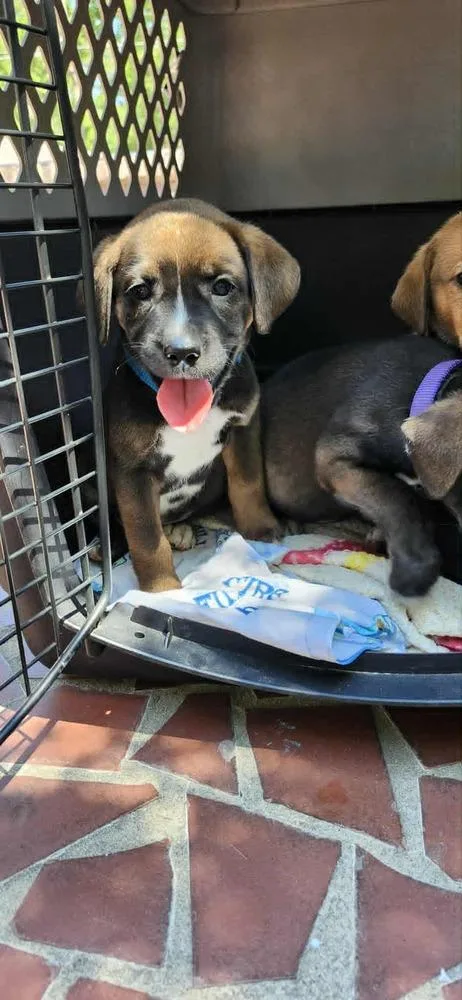 A baby medium-sized male Tricolor (Brown, Black, & White) Australian Shepherd dog named Bsb W A Special for adoption in Sumter, SC