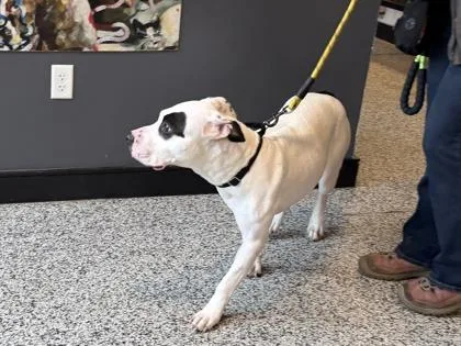 An adult large-sized female Mixed Breed dog named Mia for adoption in West Chester, PA