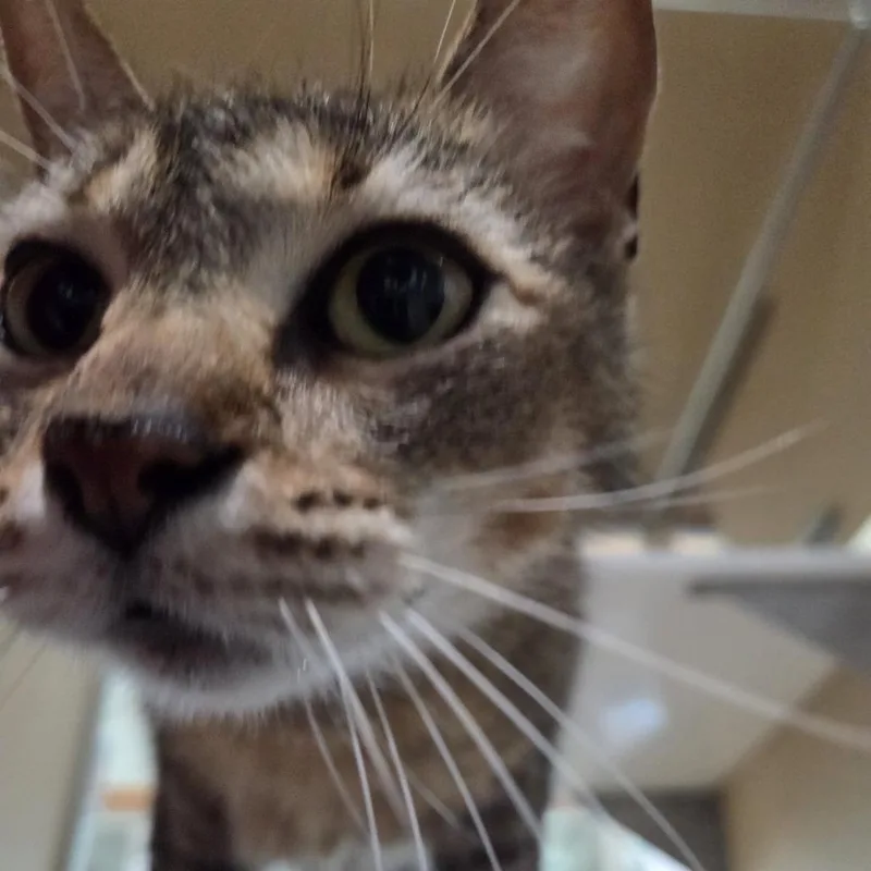 An adult medium-sized male Brown / Chocolate Domestic Short Hair cat named Kyle for adoption in Leander, TX