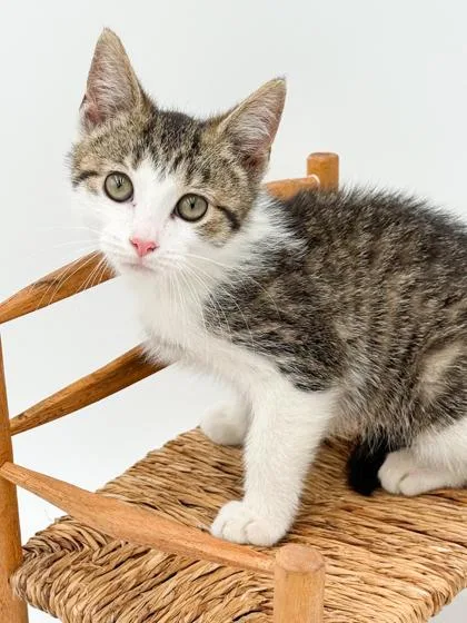 A baby small-sized female Domestic Short Hair cat named Mary for adoption in Bowling Green, KY