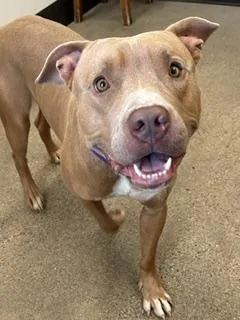 A young large-sized male Yellow / Tan / Blond / Fawn Pit Bull Terrier dog named Theros for adoption in Cleveland, OH