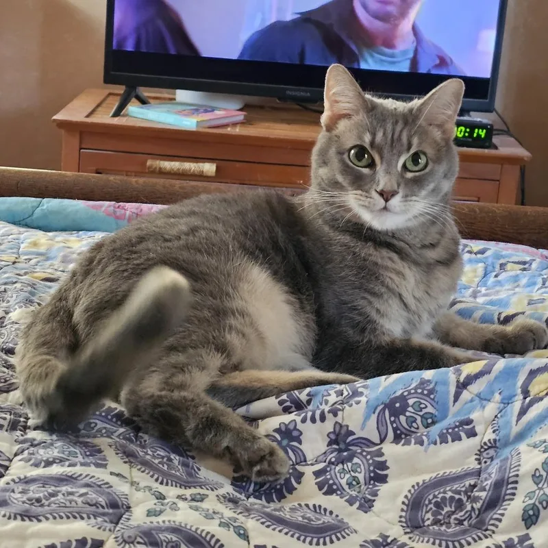 A senior medium-sized female Gray / Blue / Silver Domestic Short Hair cat named Mimi for adoption in Durham, NC