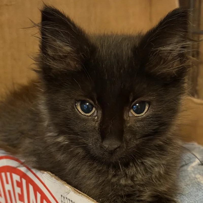 A baby small-sized male Black Domestic Long Hair cat named Moss Lichens for adoption in Woodstock, VA