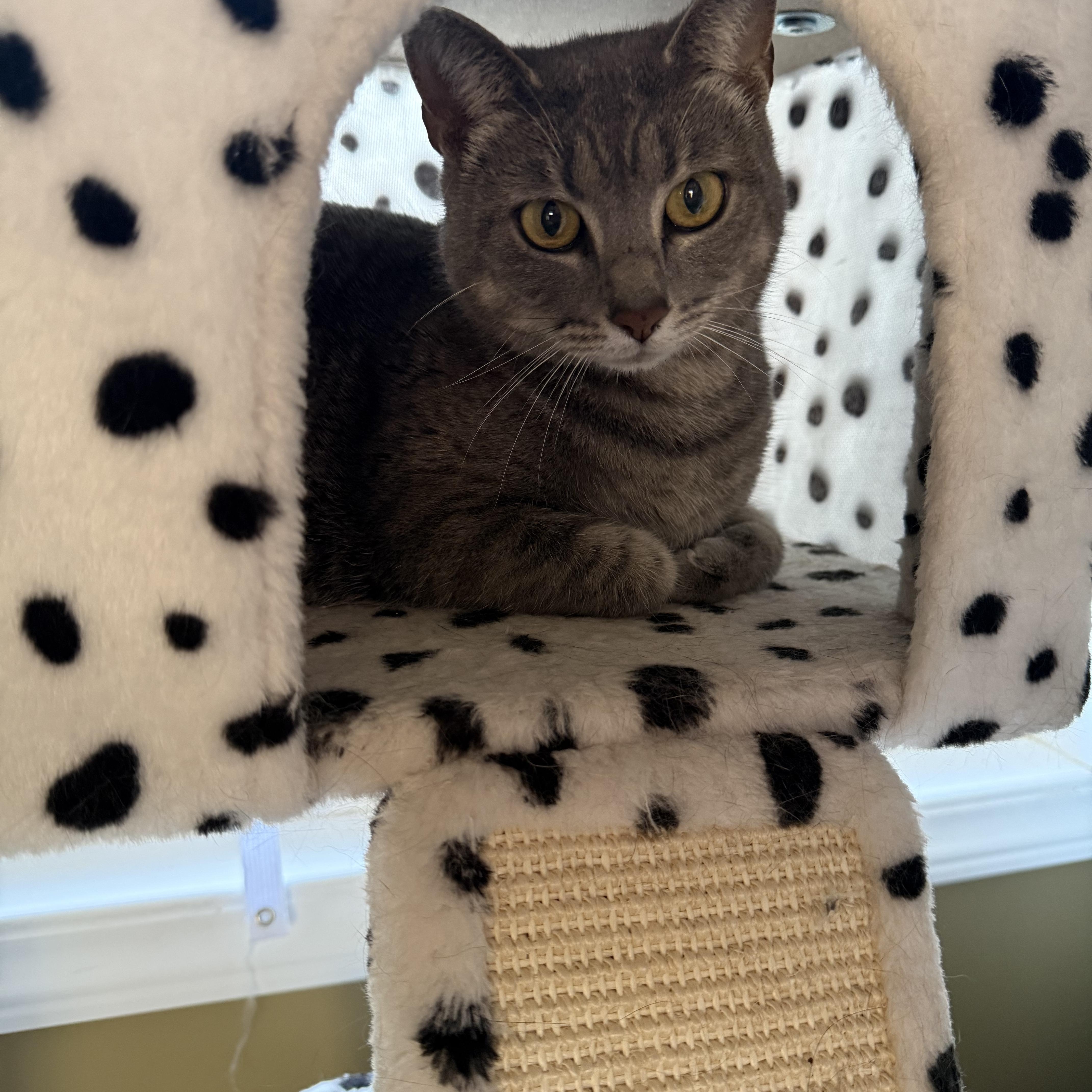 An adult large-sized female Domestic Short Hair cat named Graycee for adoption in Brighton, IL
