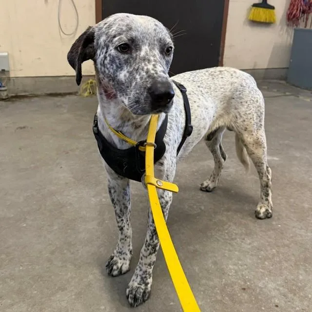 A young medium-sized male Australian Cattle Dog / Blue Heeler dog named Swirls for adoption in Camarillo, CA