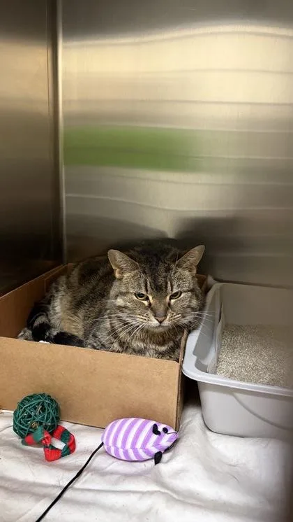 An adult small-sized female Domestic Short Hair cat named Juno for adoption in West Chester, PA