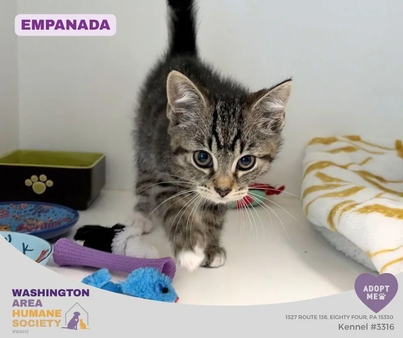 A baby small-sized male Tabby (Brown / Chocolate) Domestic Short Hair cat named Empanada for adoption in Eighty Four, PA