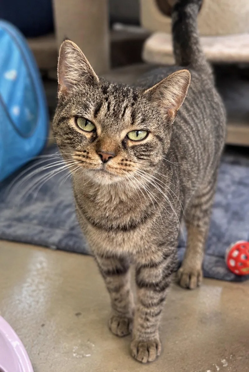 An adult medium-sized female Domestic Short Hair cat named Clara for adoption in Rochester, NY