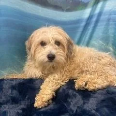 An adult small-sized female Apricot / Beige Maltese dog named Ruth Bader Ginsbark for adoption in Henderson, NV