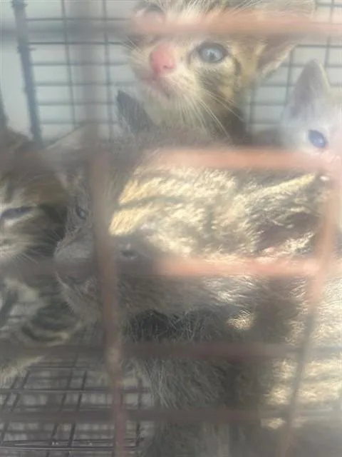 A baby small-sized male Domestic Short Hair cat named A for adoption in Houston, TX