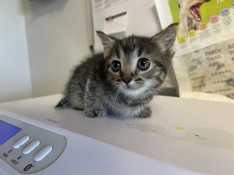 A baby medium-sized male Domestic Short Hair cat named Salt for adoption in Bolivar, MO