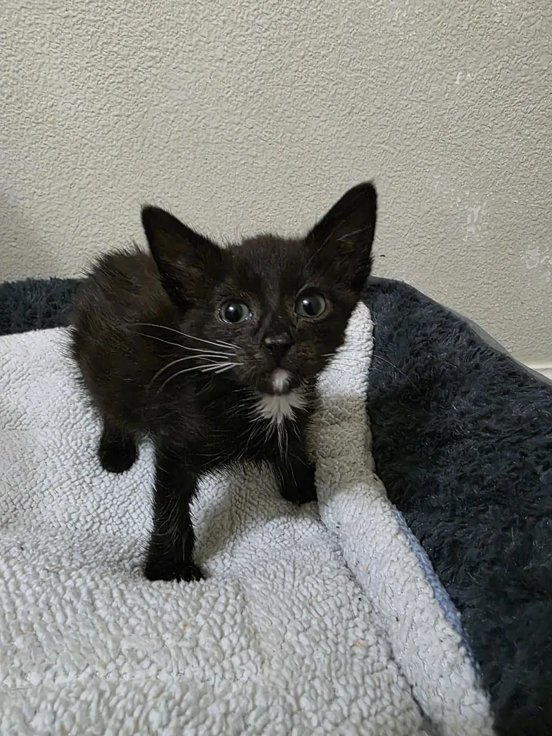 A baby medium-sized female Black & White / Tuxedo Domestic Short Hair cat named Void for adoption in Hillsboro, OR