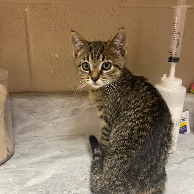 A baby medium-sized male Black Domestic Short Hair cat named Fonzie for adoption in Lewisburg, WV
