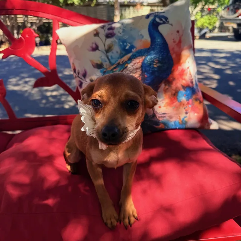 A young small-sized female Yellow / Tan / Blond / Fawn Chihuahua dog named GiGi for adoption in Temecula, CA
