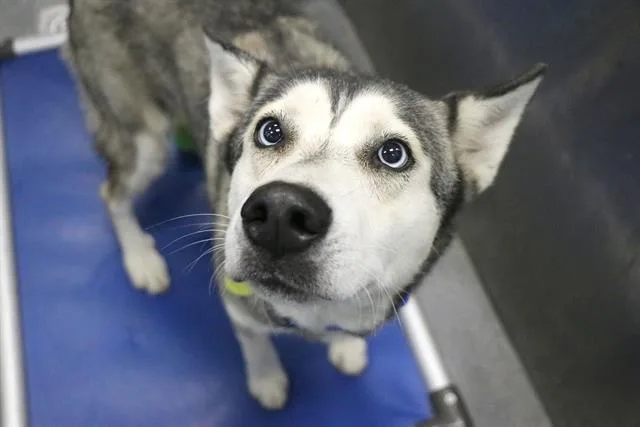An adult large-sized female Husky dog named Pip for adoption in Dallas, TX