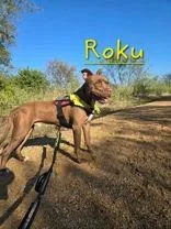 A young medium-sized male Pit Bull Terrier dog named Roku for adoption in Denton, TX