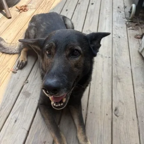 An adult large-sized male Sable German Shepherd Dog dog named Jax for adoption in Roswell, GA