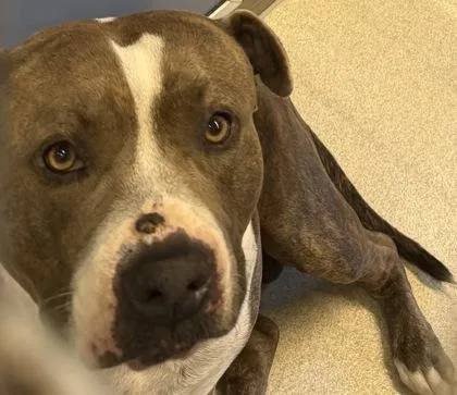 An adult large-sized male Pit Bull Terrier dog named Puna for adoption in Honolulu, HI