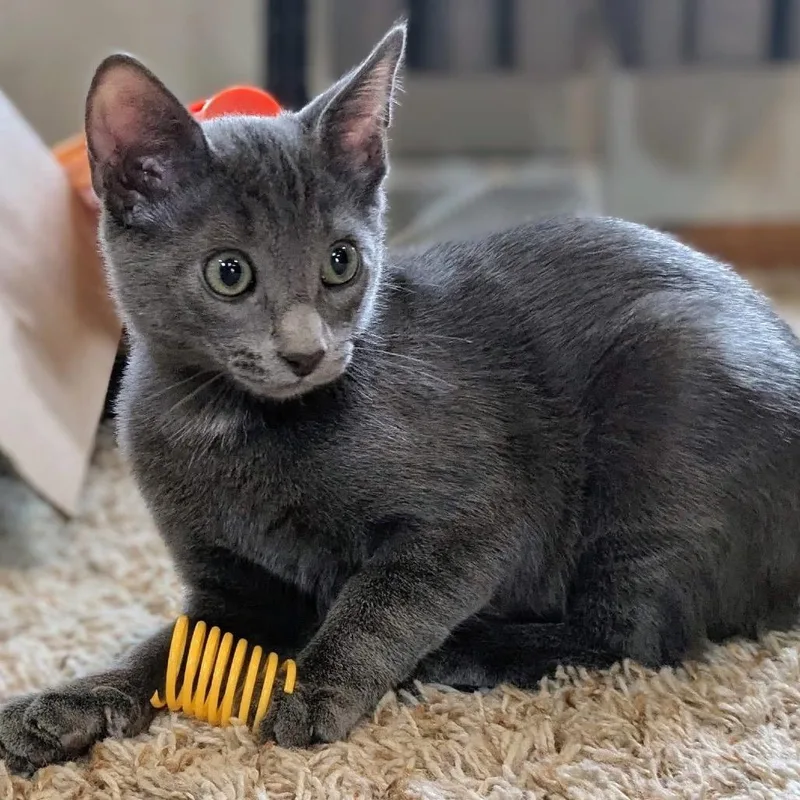 A baby small-sized male Gray / Blue / Silver Domestic Short Hair cat named Ash $ for adoption in Milwaukee, WI