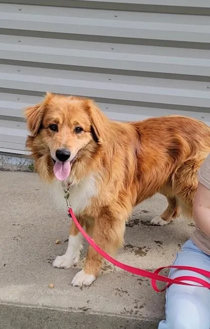 An adult medium-sized male Australian Shepherd dog named Remy for adoption in Elmira, NY