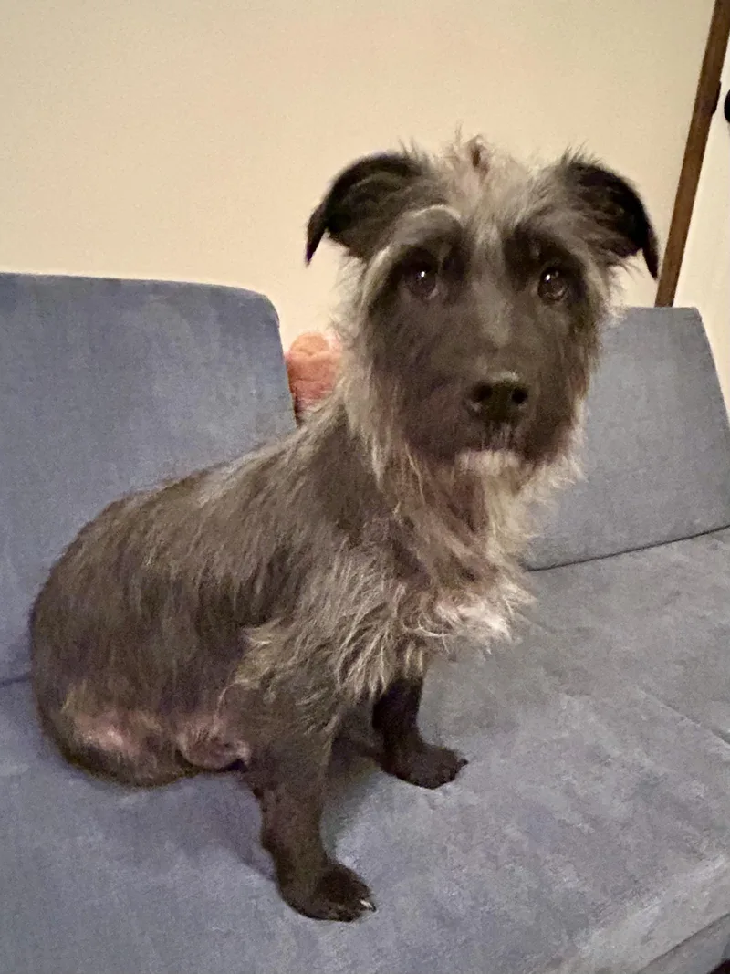 An adult small-sized female Wirehaired Terrier dog named Abby for adoption in Fosters, AL